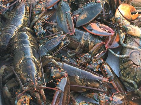 Season Dates and Bag Limits. . Lobster season new brunswick dates 2022